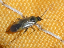 Plagiognathus arbustorum